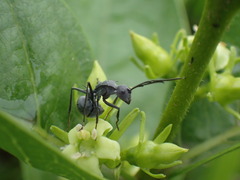 Polyrhachis schistacea