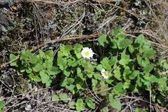 Microspermum debile