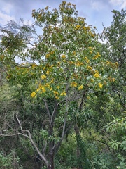 Dendroviguiera eriophora