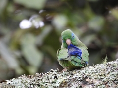 Forpus conspicillatus