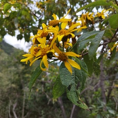 Dendroviguiera eriophora