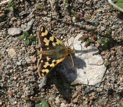 Carterocephalus argyrostigma