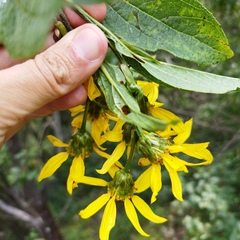 Dendroviguiera eriophora