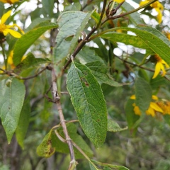 Dendroviguiera eriophora