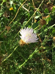 Plectocephalus chilensis