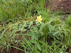 Chamaecrista plumosa