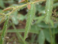 Chamaecrista plumosa