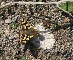 Carterocephalus argyrostigma
