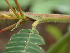 Chamaecrista plumosa