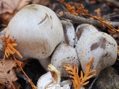 Coprinopsis romagnesiana