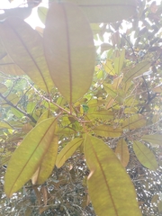 Chrysophyllum cainito