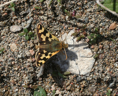 Carterocephalus argyrostigma