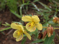 Chamaecrista plumosa