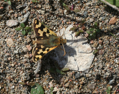 Carterocephalus argyrostigma