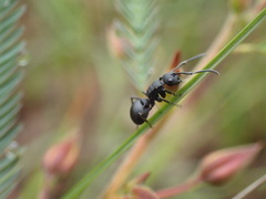 Polyrhachis viscosa