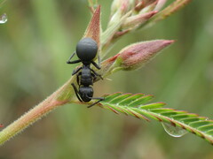 Polyrhachis viscosa