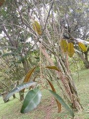 Chrysophyllum cainito