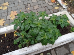 Acalypha australis