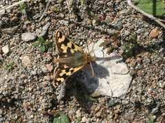 Carterocephalus argyrostigma