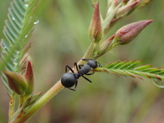 Polyrhachis viscosa