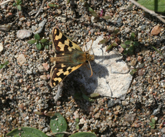 Carterocephalus argyrostigma