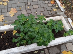 Acalypha australis