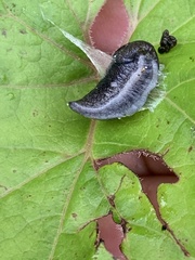 Milacidae