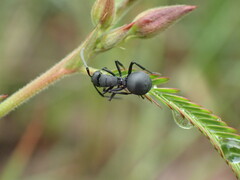 Polyrhachis viscosa