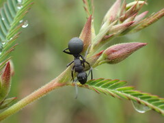 Polyrhachis viscosa