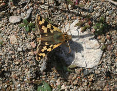 Carterocephalus argyrostigma