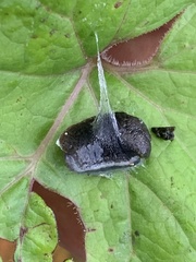 Milacidae