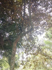 Chrysophyllum cainito