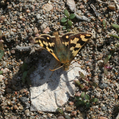 Carterocephalus argyrostigma