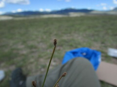 Eleocharis ravenelii