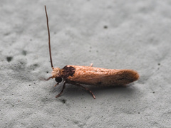 Tineinae