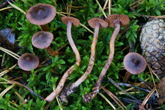 Cortinarius anthracinus