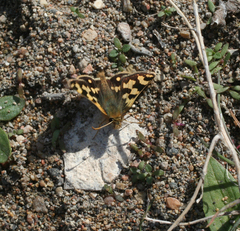 Carterocephalus argyrostigma