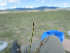 Eleocharis ravenelii