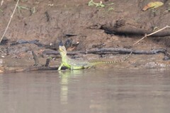 Basiliscus plumifrons