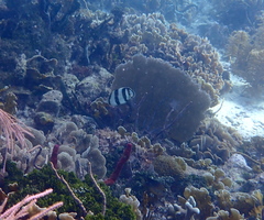 Chaetodon striatus