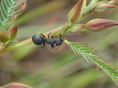 Polyrhachis viscosa