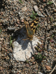 Carterocephalus argyrostigma