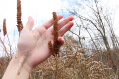 Agastache scrophulariifolia