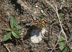 Carterocephalus argyrostigma