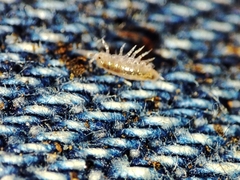 Trichoniscus pygmaeus