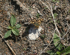 Carterocephalus argyrostigma
