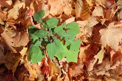 Polymnia canadensis