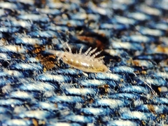 Trichoniscus pygmaeus