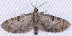 Eupithecia miserulata