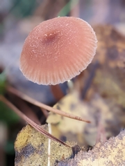 Laccaria laccata